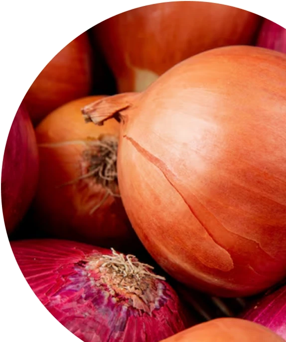 Quercetin Phytosome