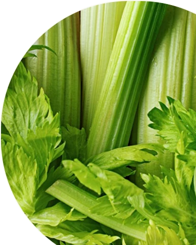 Celery Seed Extract